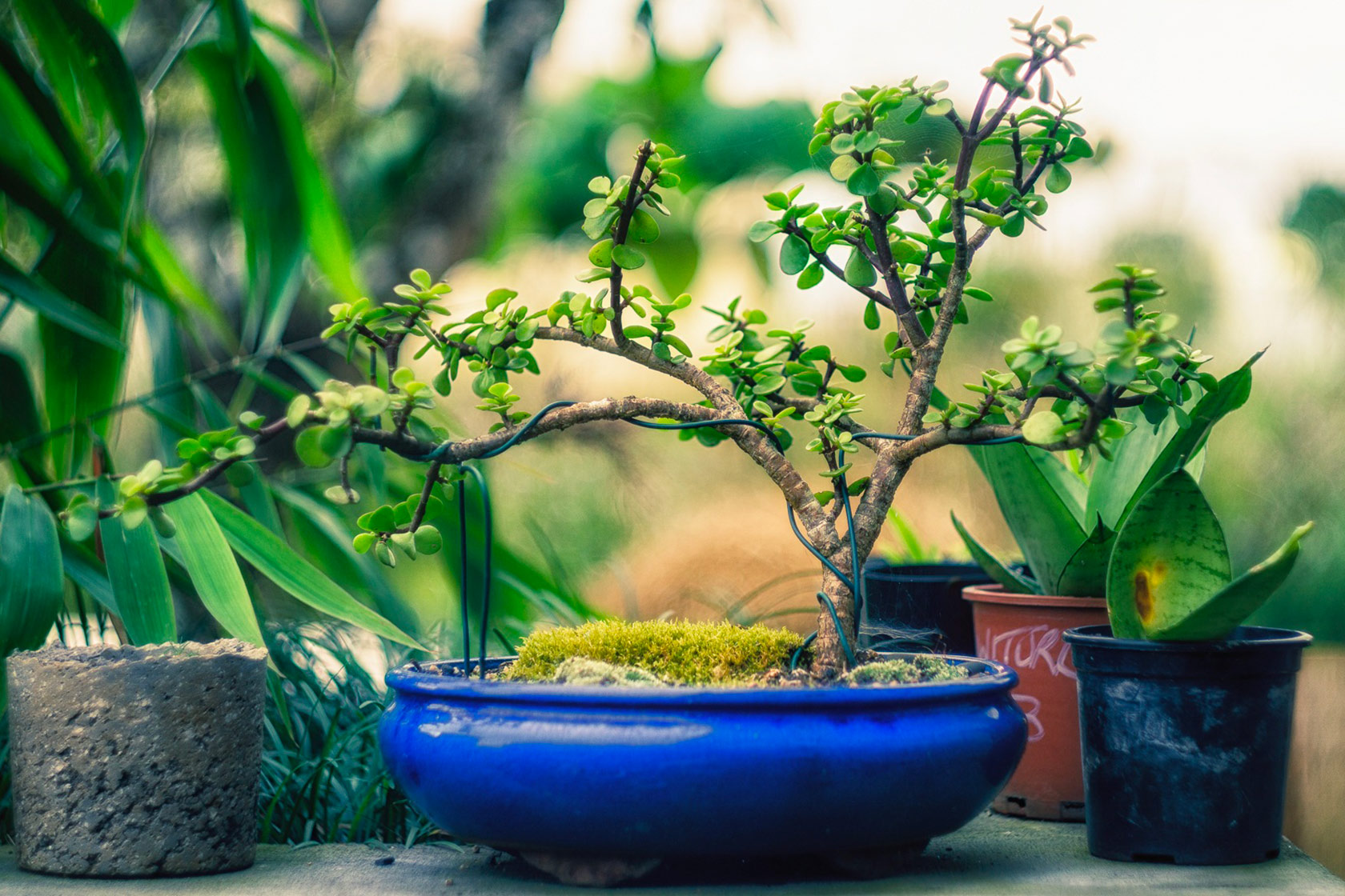 Corso base di Bonsai